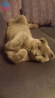 Scottish Fold Leo Oğluma Eş Arıyorum