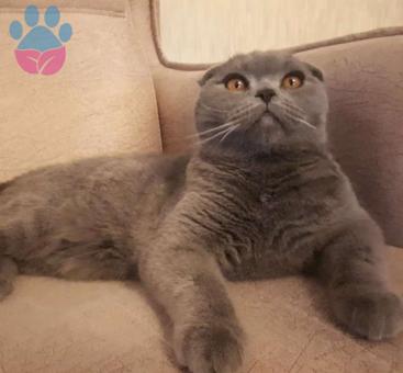 Scottish Fold Duman&#8217;a Eş Arıyoruz