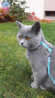 12 Aylık British Shorthair Oğlumuza Eş Arıyoruz