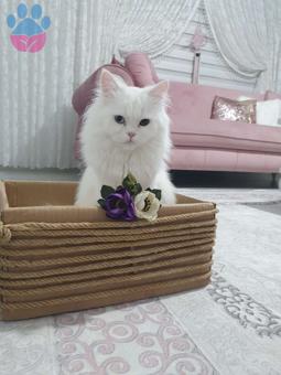 11 Aylık Chinchilla Erkek Oğlumuza Eş Arıyoruz