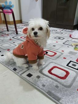 Maltese Terrier Oğluma Dişi Arıyorum