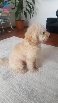 Toy Poodle 2 Yaşındaki Oğlumuza Eş Arıyoruz