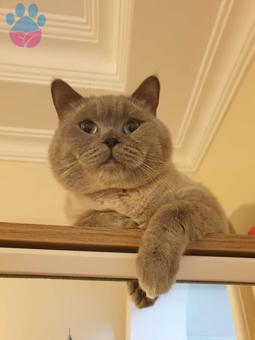 British Shorthair Blue Point Oğlumuza Eş Arıyoruz