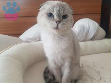 Scottish Fold İçin Eş Aranıyor