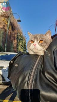 11 Aylık British Shorthair Oğlmuza Eş Arıyoruz