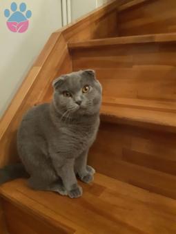 11 Aylık Scottish Fold Oğlumuza Eş Arıyoruz