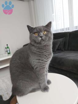 1 Yaşında British Shorthair Oğlumuza Eş Arıyoruz