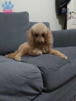 2 Yaşında Toy Poodle Cinsi Oğlumuza Eş Arıyoruz