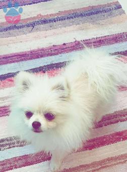 1.5 Yaşında Pomeranian Kızıma Eş Arıyorum
