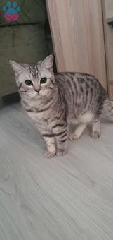 9 Aylık British Shorthair Erkek