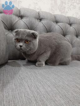 Scottish Fold Oğluma British Shorthair Eş Arıyorum