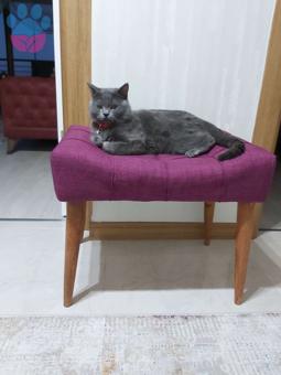 British Shorthair Cinsi Oğlum Kızanda Acil Bir Eş Arıyorum