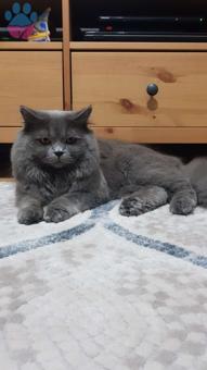 British Shorthair Blue Safkan Erkek Kedimize Eş Arıyoruz