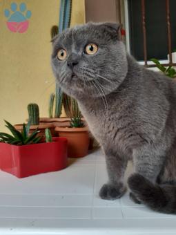 Scottish Fold Erkek Kedimize Dişi Eş Arıyoruz