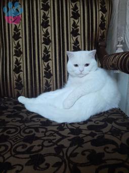 British Shorthair Oğlumuza Acil Eş Arıyoruz