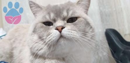 British Shorthair Cinsi Oğlumuza Eş Arıyoruz