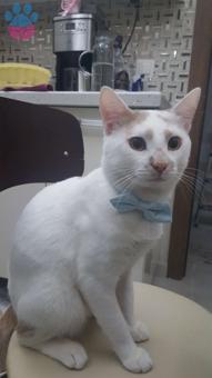 Sarman Cinsi Oğluma Eş Arıyoruz