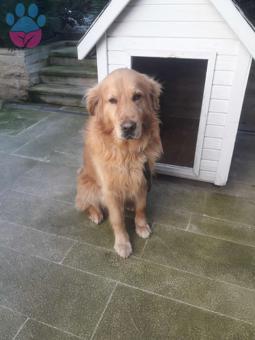 Golden Retriever İri Boy Dişi Golden Arıyoruz