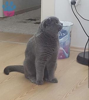 Alanya&#8217;da Scottish Fold Cinsi Oğlumuza Eş Arıyoruz