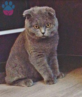 Scottish Fold Minika Oğlumuza Hanım Kız Arıyoruz
