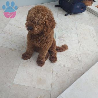 Toy Poodle Cinsi Bobo Oğlum Eş Arıyor