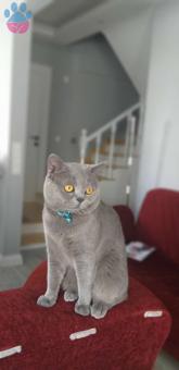 British Shorthair Oğlumuza Eş Arıyoruz