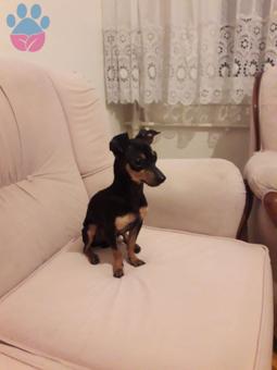 11 Aylık Minyatür Pinscher Oğluma Eş Arıyorum