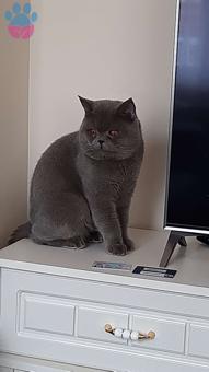 British Shorthair Oğlum Bam Bam İçin Gelin Arıyoruz