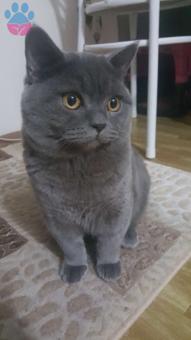 British Shorthair Canoğlan Cancana Gelin Adayı Arıyoruz