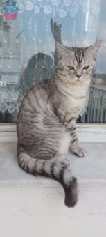 British Shorthair Oğlum İçin Eş Arıyorum