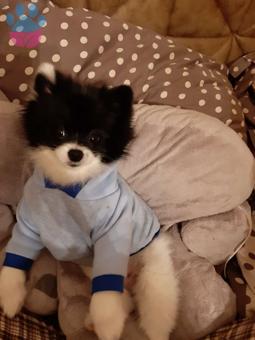 Pomeranian Cinsi Oğluma Eş Arıyorum