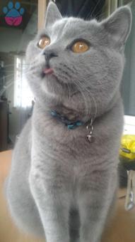 British Shorthair Oğlumuza Dişi Aramaktayız