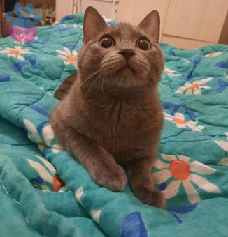 British Shorthair Cinsi Çakıl&#8217;a Eş Arıyorum