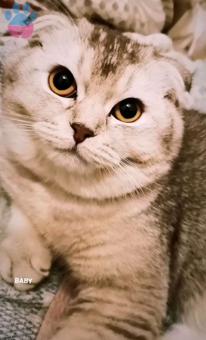 Acil Scottish Fold Oğluma Eş Arıyorum