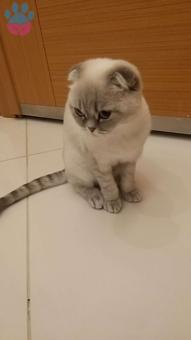 Scottish Fold Cinsi Dişi Kedimize Eş Arıyoruz