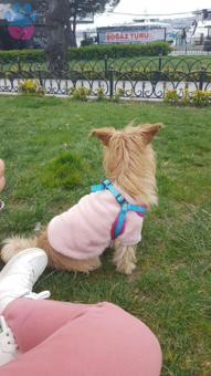 Maltese Terrier Kızım Tina İçin Damat Arıyoruz