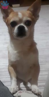 Chihuahua Cinsi Oğlumuza Eş Arıyoruz