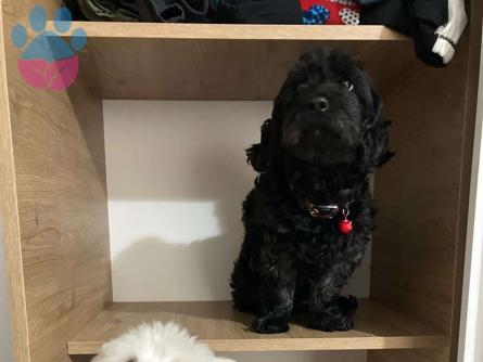 Maltipoo Cinsi Kızımıza Eş Arıyoruz