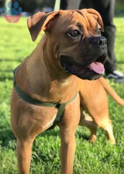 Boxer Cinsi Köpeğime Eş Arıyorum