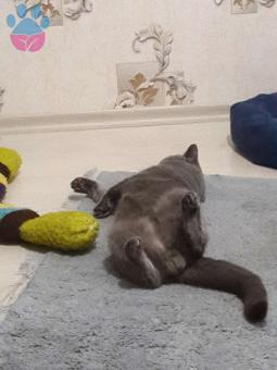 British Shorthair Cinsi Gofretimize Bayan Eş Arıyoruz