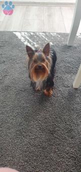 Yorkshire Terrier Oğluma Eş Arıyorum