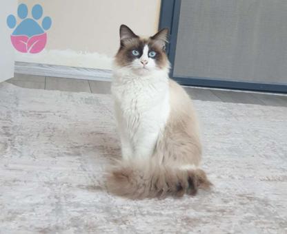 Ragdoll Cinsi Oğlumuza Eş Arıyoruz