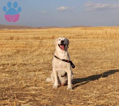 Golden Retriever Cinsi Paşama Eş Arıyorum