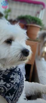 Maltese Terrier Cinsi Oğlumuz Alex&#8217;e Eş Arıyoruz