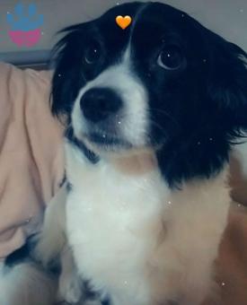 Melez Kızıma Eş Arıyorum ?