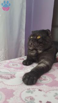 Exotic Shorthair Oğlum Muffi İçin Eş Arıyorum