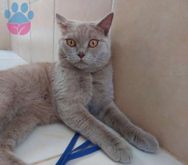 British Shorthair Cinsi Oğlumuza Eş Arıyoruz