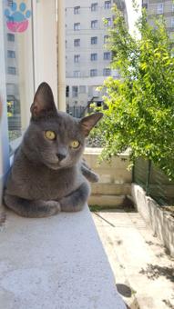 Ankara&#8217;da Russian Blue Paşamıza Eş Arıyoruz