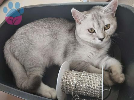 British Shorthair 11 Aylık Kızımıza Eş Arıyoruz