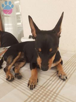 Minyatür Pinscher Oğlumuza Eş Arıyoruz